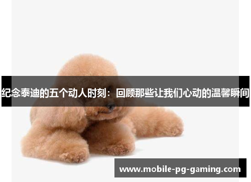 纪念泰迪的五个动人时刻：回顾那些让我们心动的温馨瞬间